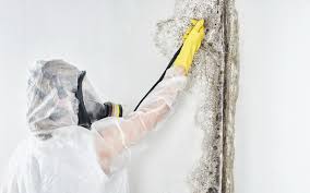 Trusted Deans, NJ Mold Removal & Remediation Experts